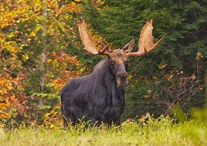 A moose is standing in a field with trees in the background.