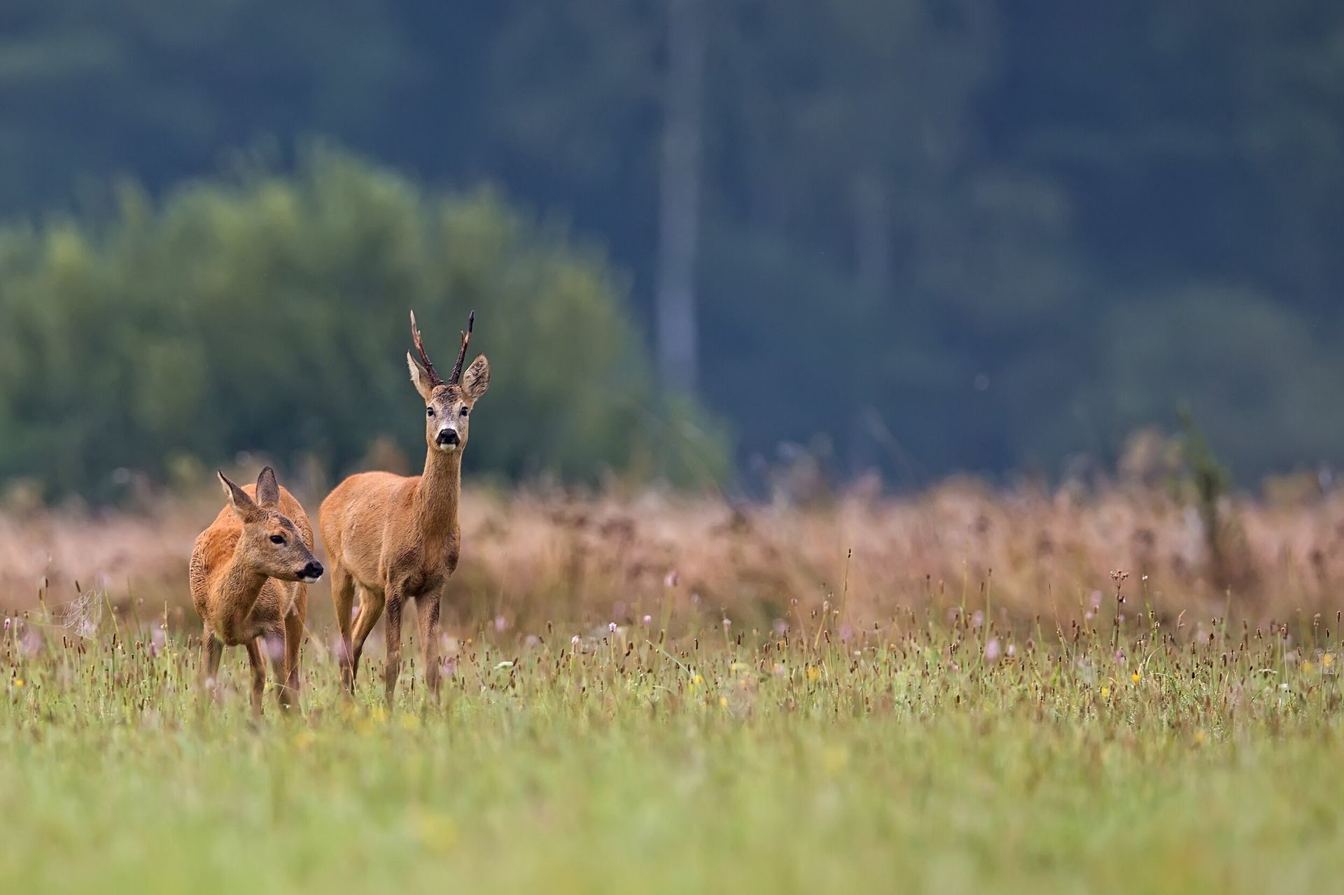 Two deer are standing in a field of tall grass.
