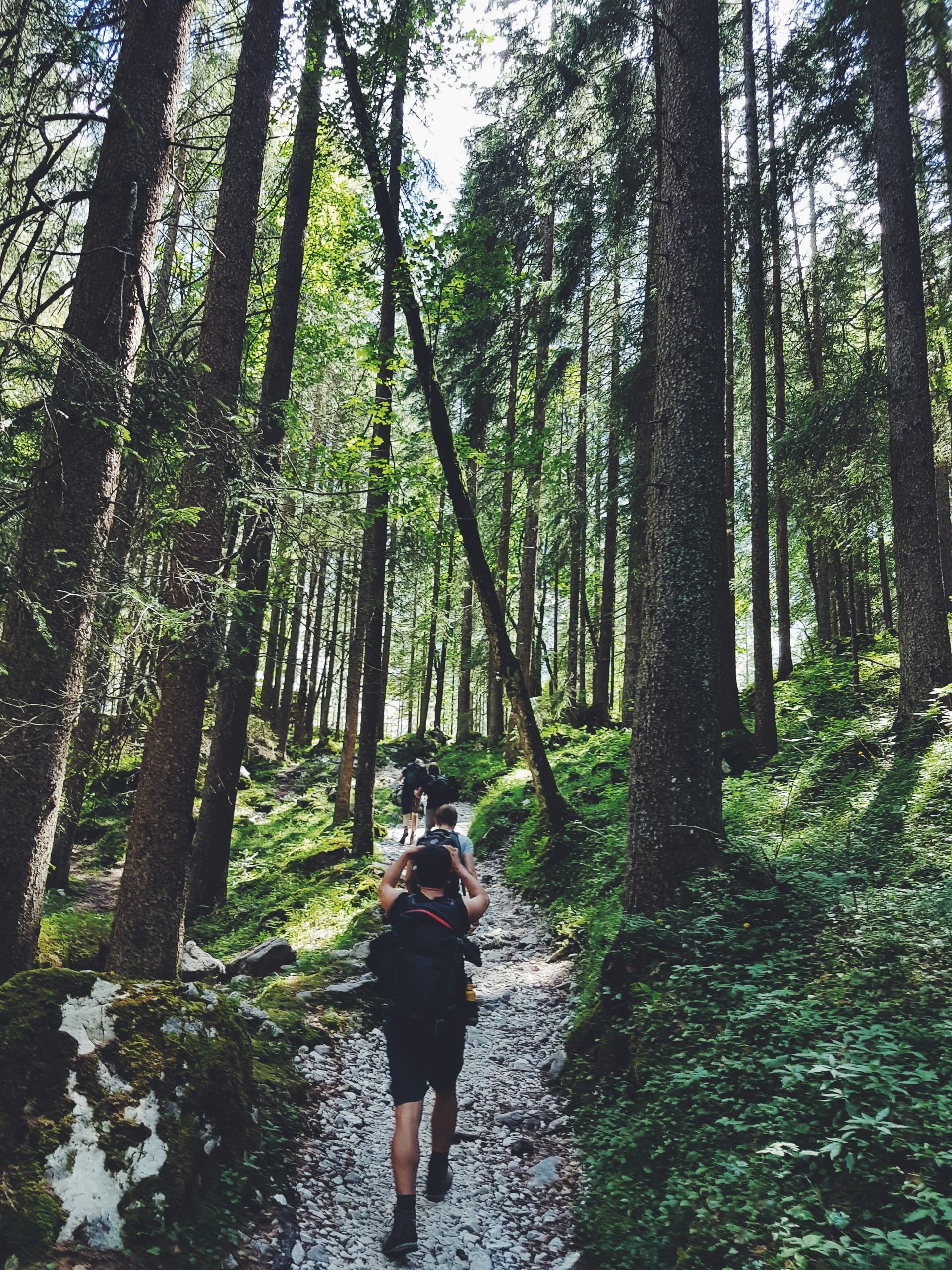 A person with a backpack is walking through a forest