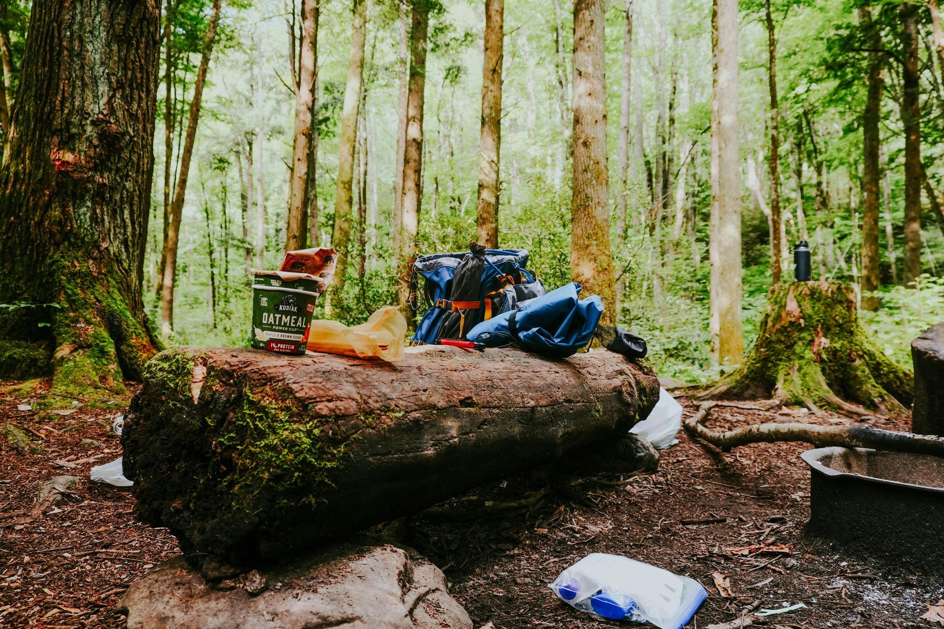 A log is sitting on the ground in the middle of a forest.