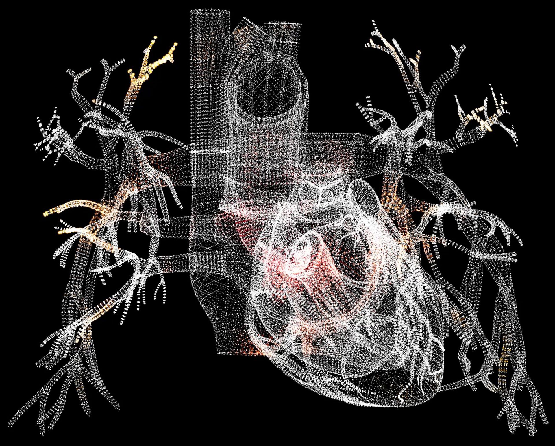 3D rendering of the human heart, lungs, and surrounding vasculature, depicted in a pointillistic style against a black background. 3D rendering of the human heart, lungs, and surrounding vasculature, depicted in a pointillistic style against a black background.