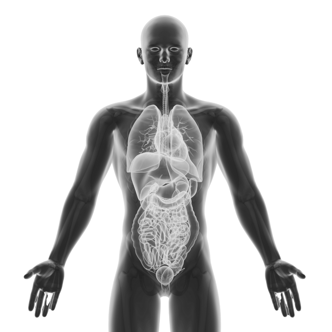 Man holding shoulder, skeletal and muscular overlay indicates pain.