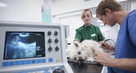 Veterinary hospitals in Weybridge