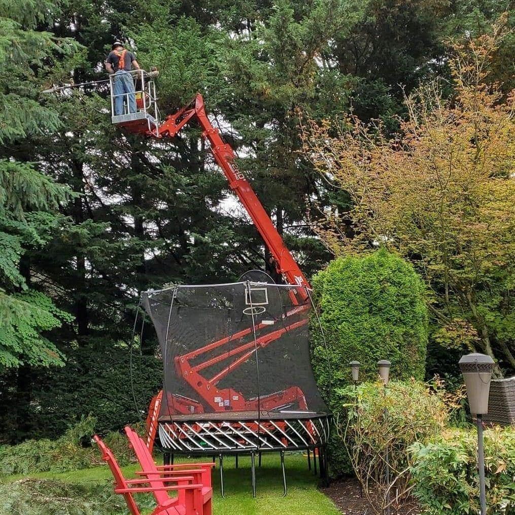 Tree Trimming Tree Pruning Seattle