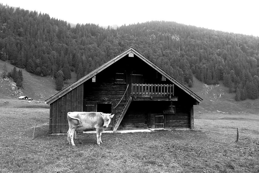 Auf einem Schwarzweissfoto steht eine Kuh vor einem Holzhaus.