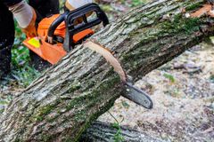 A person is cutting a tree with a chainsaw.