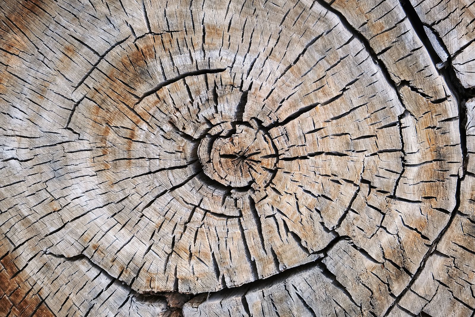 A close up of a tree stump showing the age of the tree.