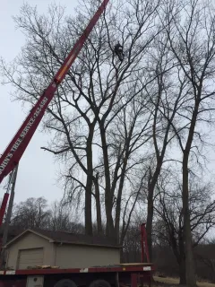 A tree surgeon is cutting a tree with a crane.