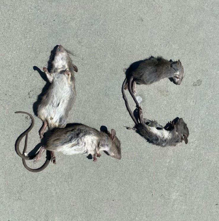 Dead Mice