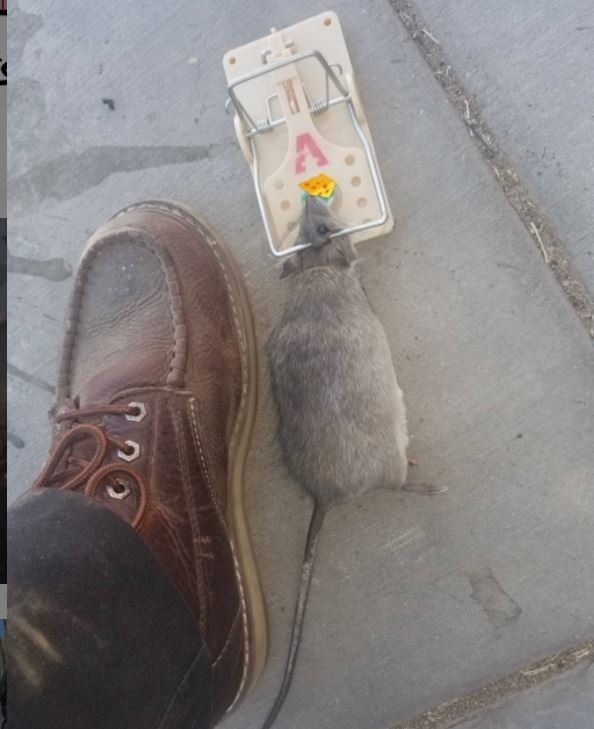 A mouse in a mousetrap next to a person 's foot