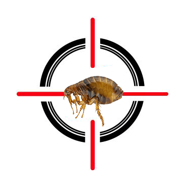 A flea is in the center of a crosshair.