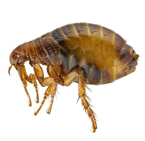 A close up of a flea on a white background.