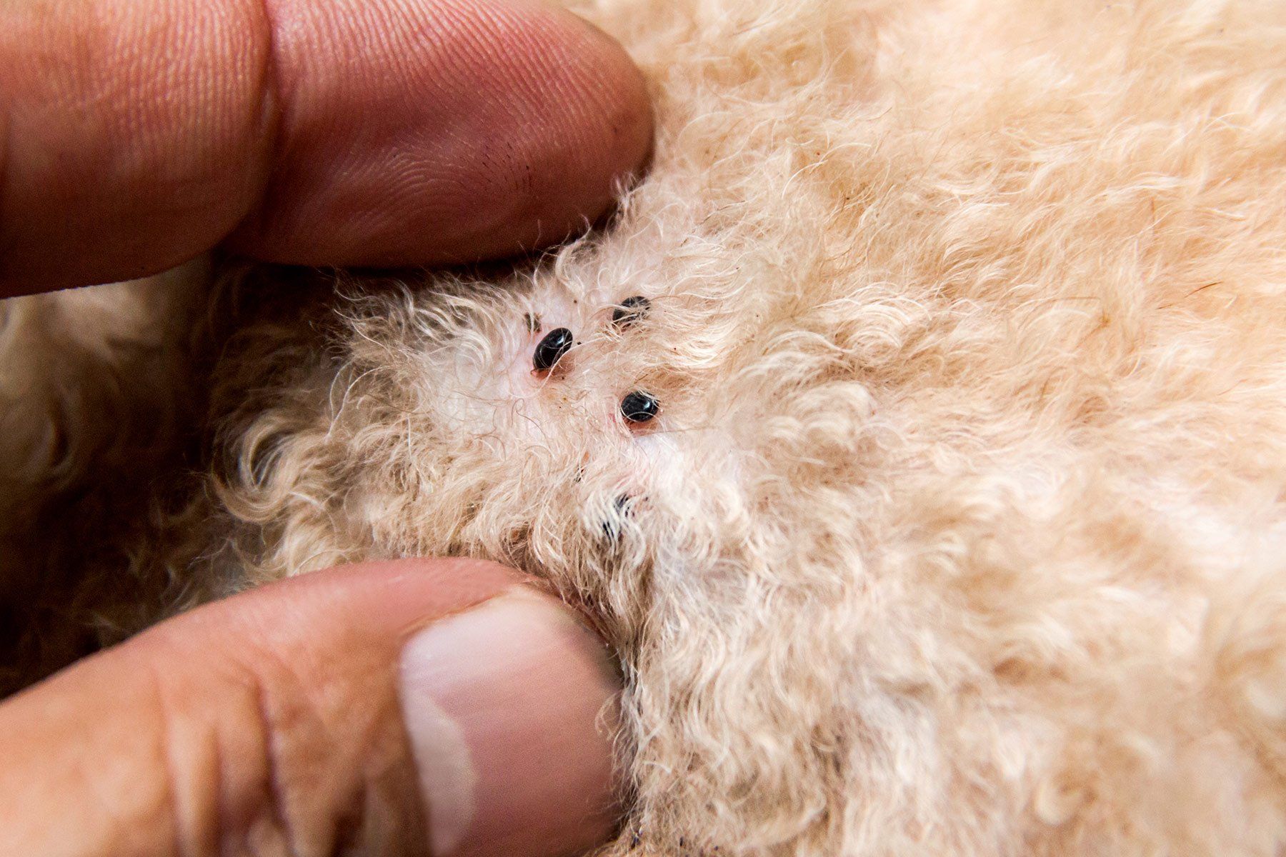 A person is holding a dog 's fur with ticks on it.