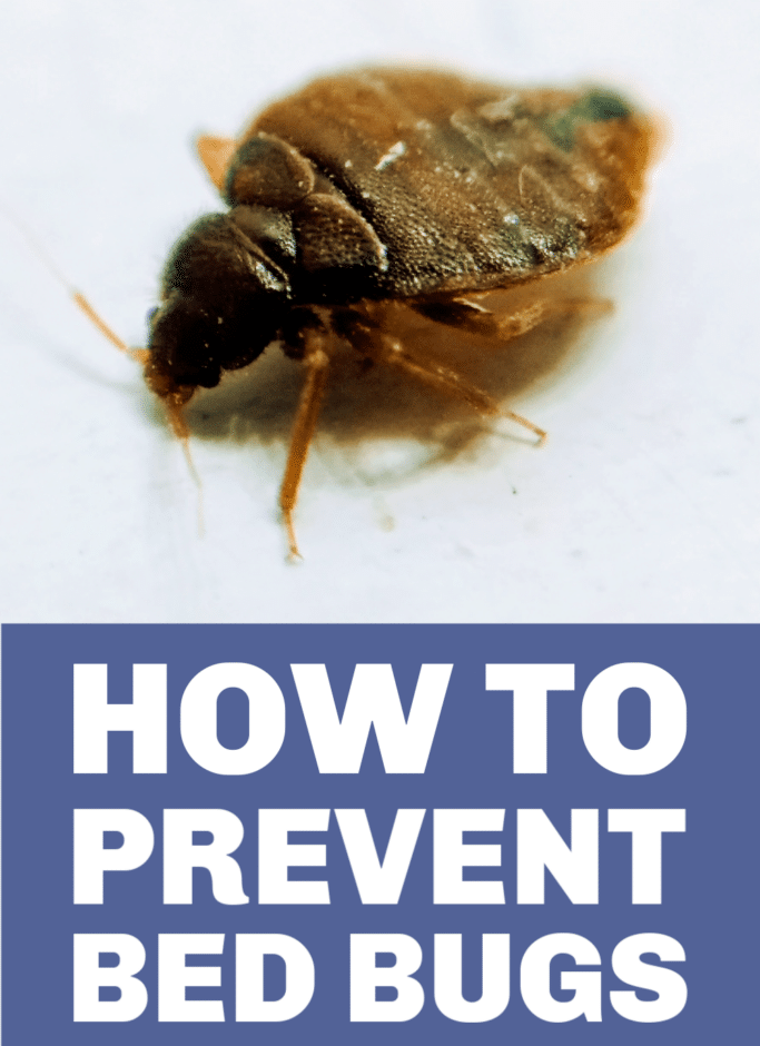 A picture of a bed bug with the words how to prevent bed bugs below it