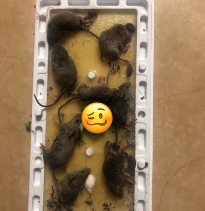 A bunch of mice are sitting in a tray with a yellow smiley face.