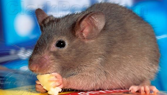 A close up of a mouse eating a piece of cheese.