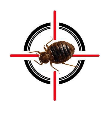 A bed bug is in the center of a crosshair.