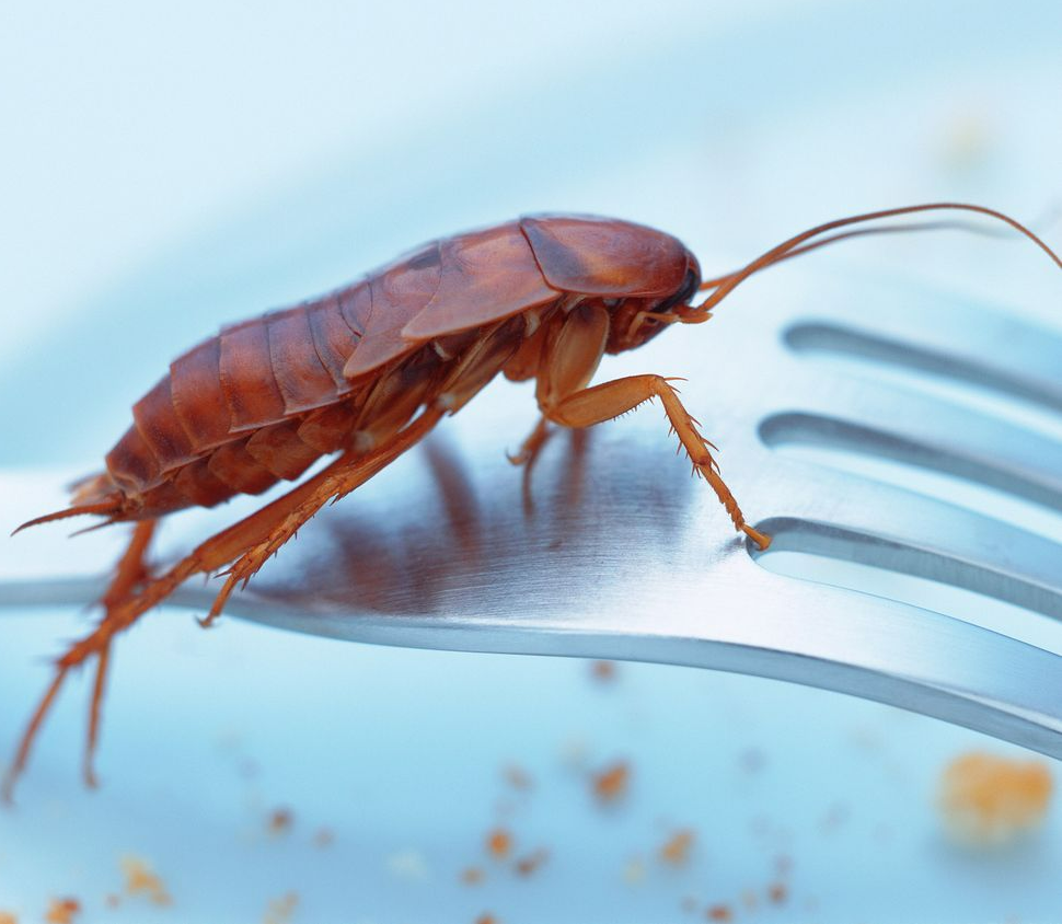 A cockroach is crawling on a fork on a plate