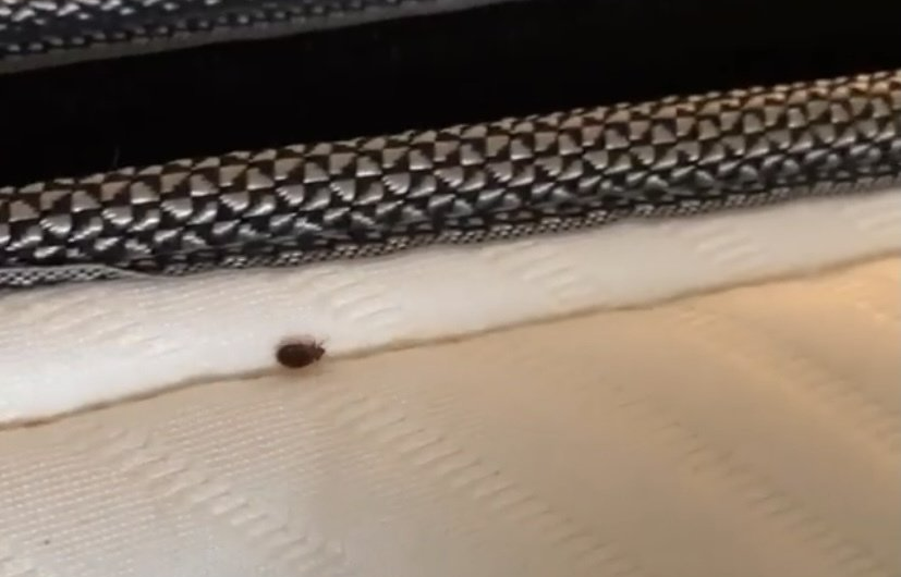 A close up of a tick on a bed.