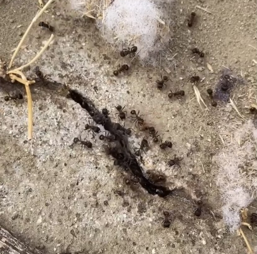 A group of ants are crawling on a concrete surface.