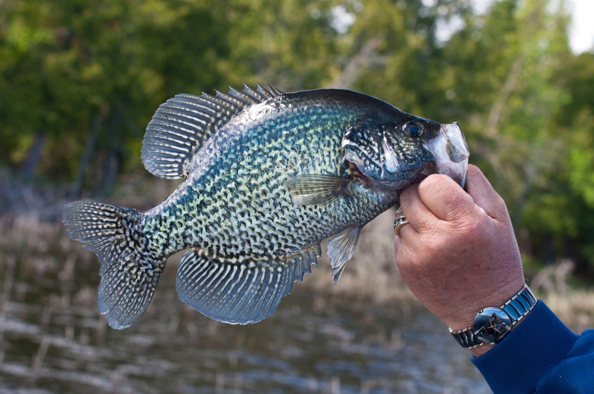 A person is holding a fish in their hand.