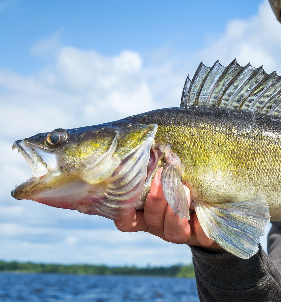 Pelican Rapids Fishing Guide