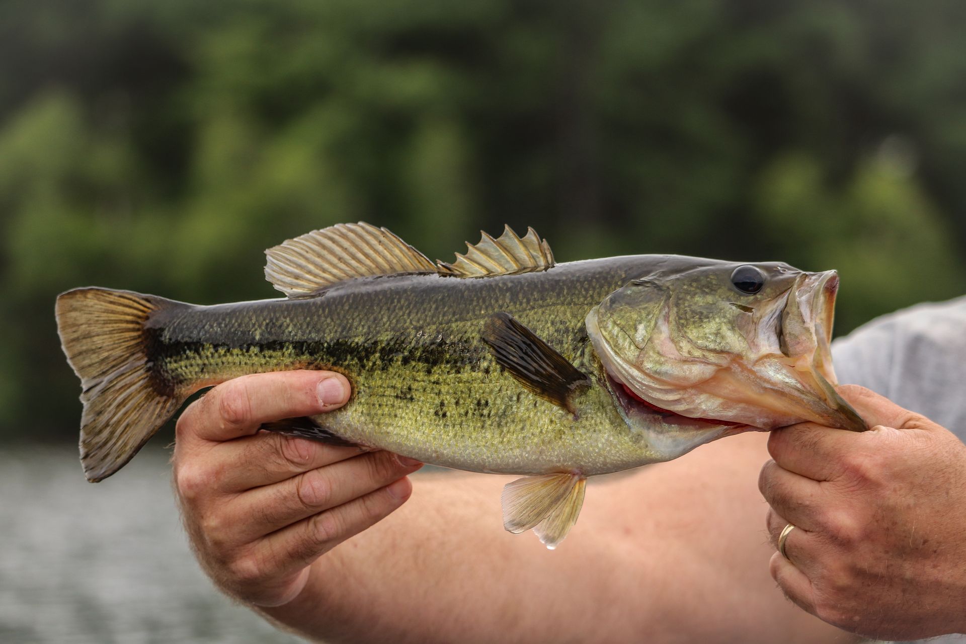 A person is holding a large bass in their hands.