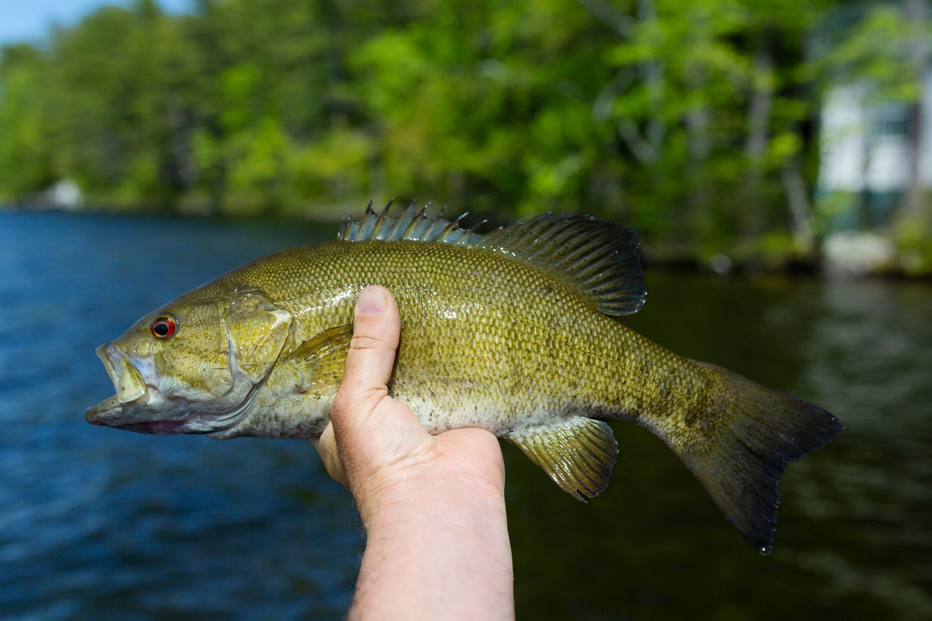 A person is holding a small fish in their hand in front of a lake.