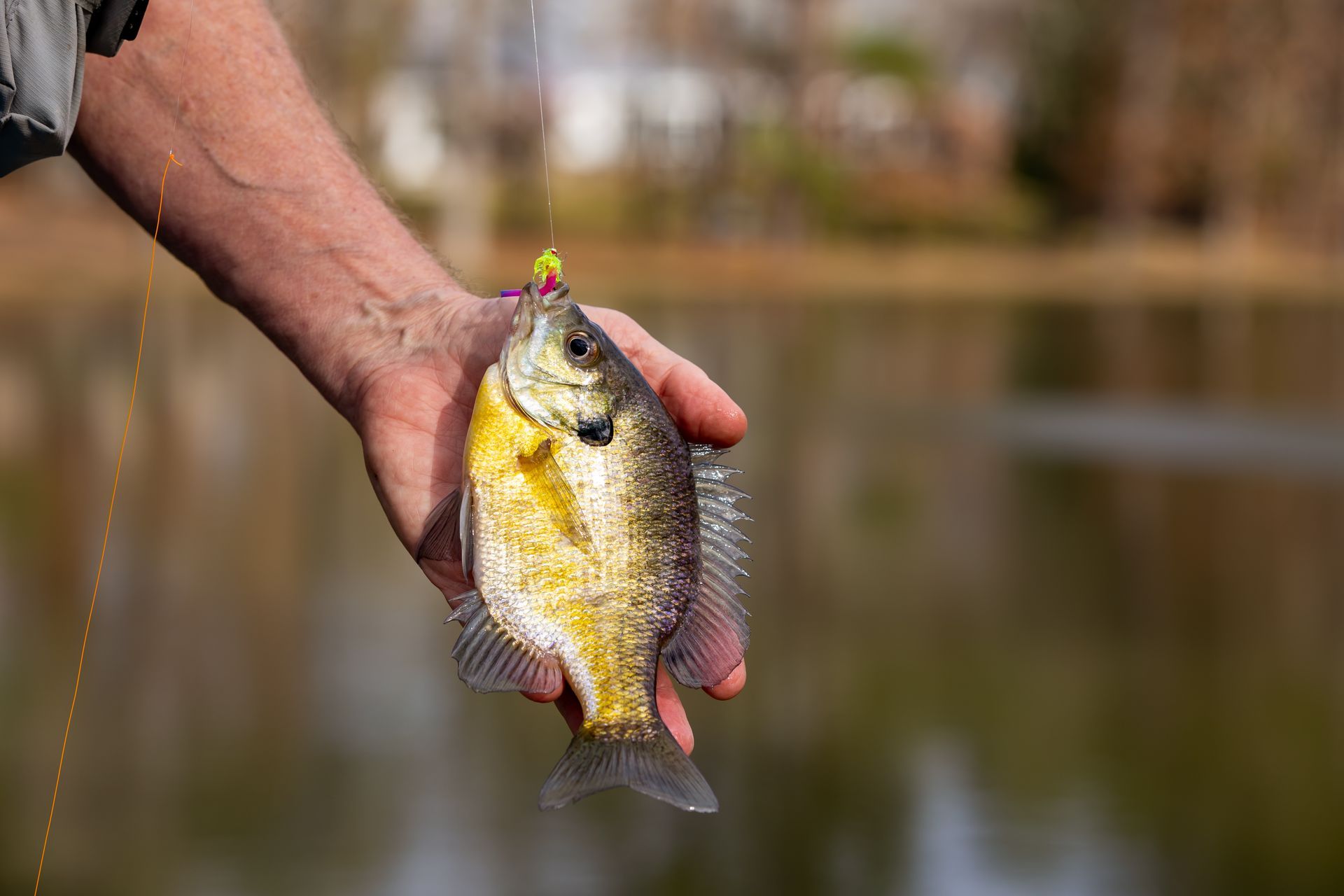 A person is holding a small fish in their hand.