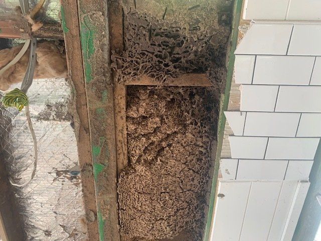 After Inspection Seen Termites Damaged Wood of the Frames and Wall—Termite Inspection in Sunshine Coast
