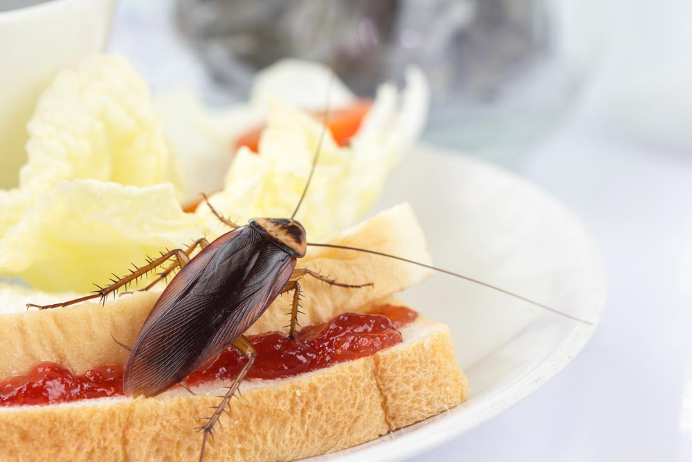 Cockroach on the Food - Pest Control in Sunshine Coast, QLD