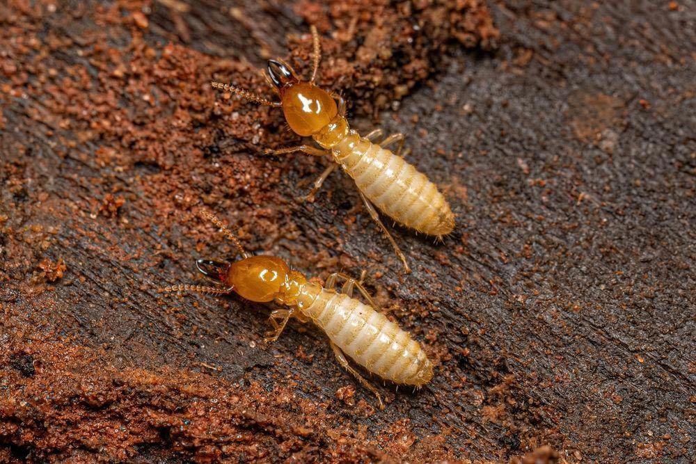 Two Coptotermes Termite