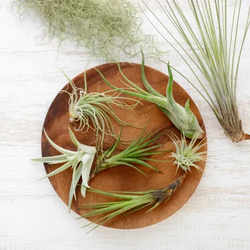 There are many different types of air plants on a wooden plate.
