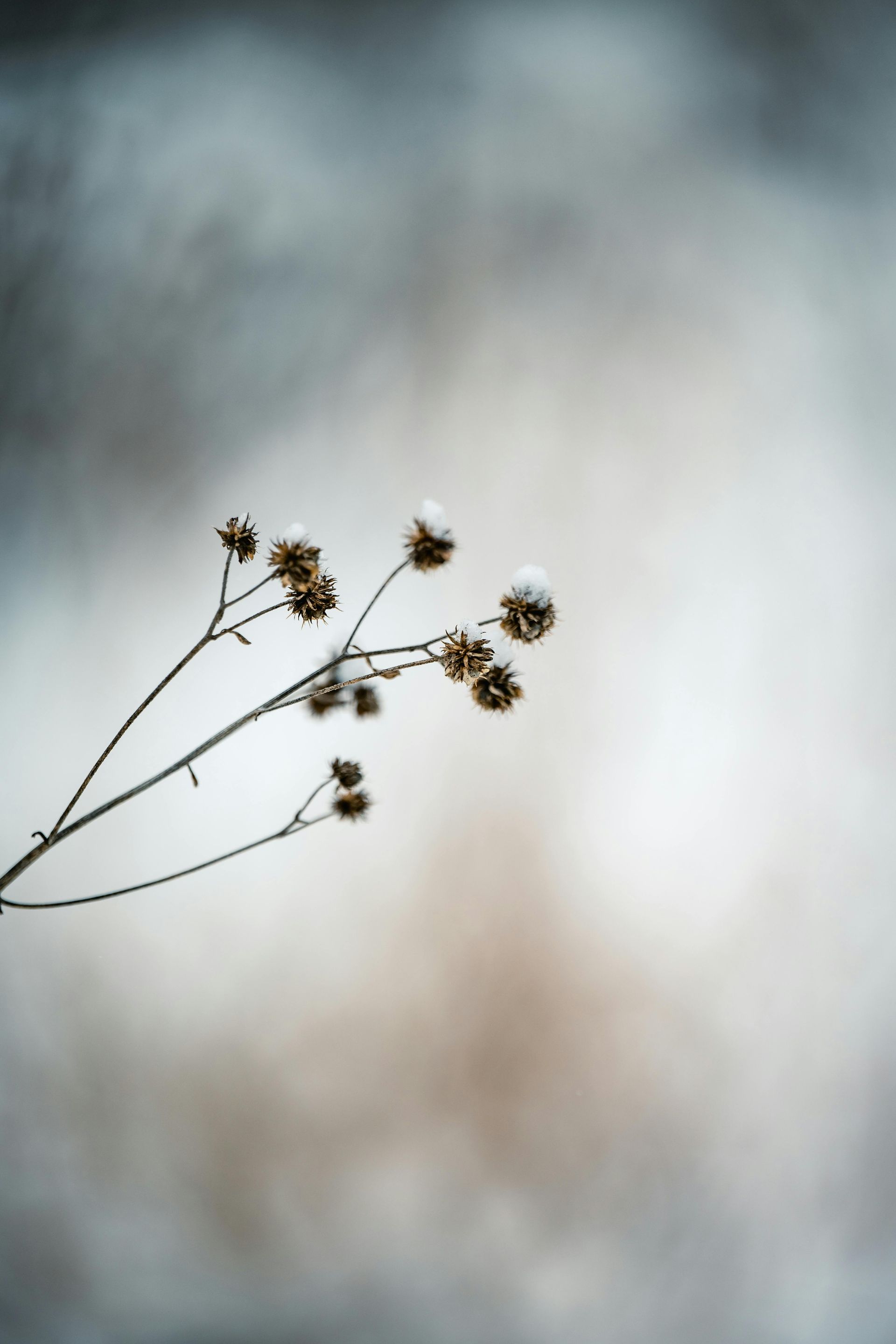 Delicate dried wildflowers against a soft, blurred gray-white background