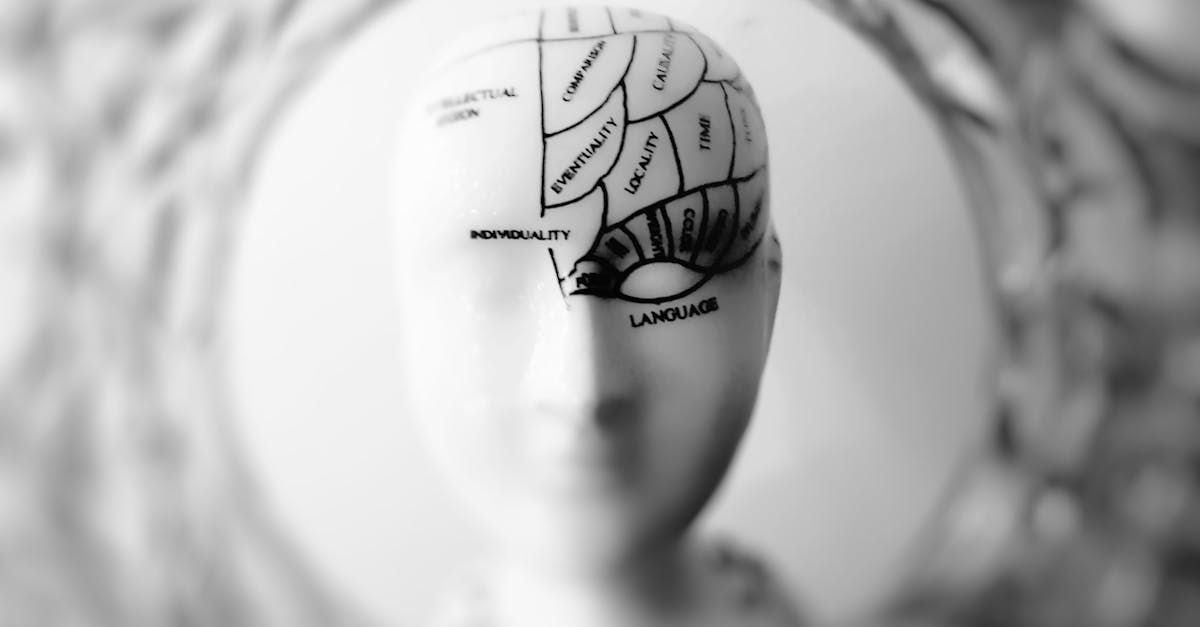 A black and white photo of a model of a human brain