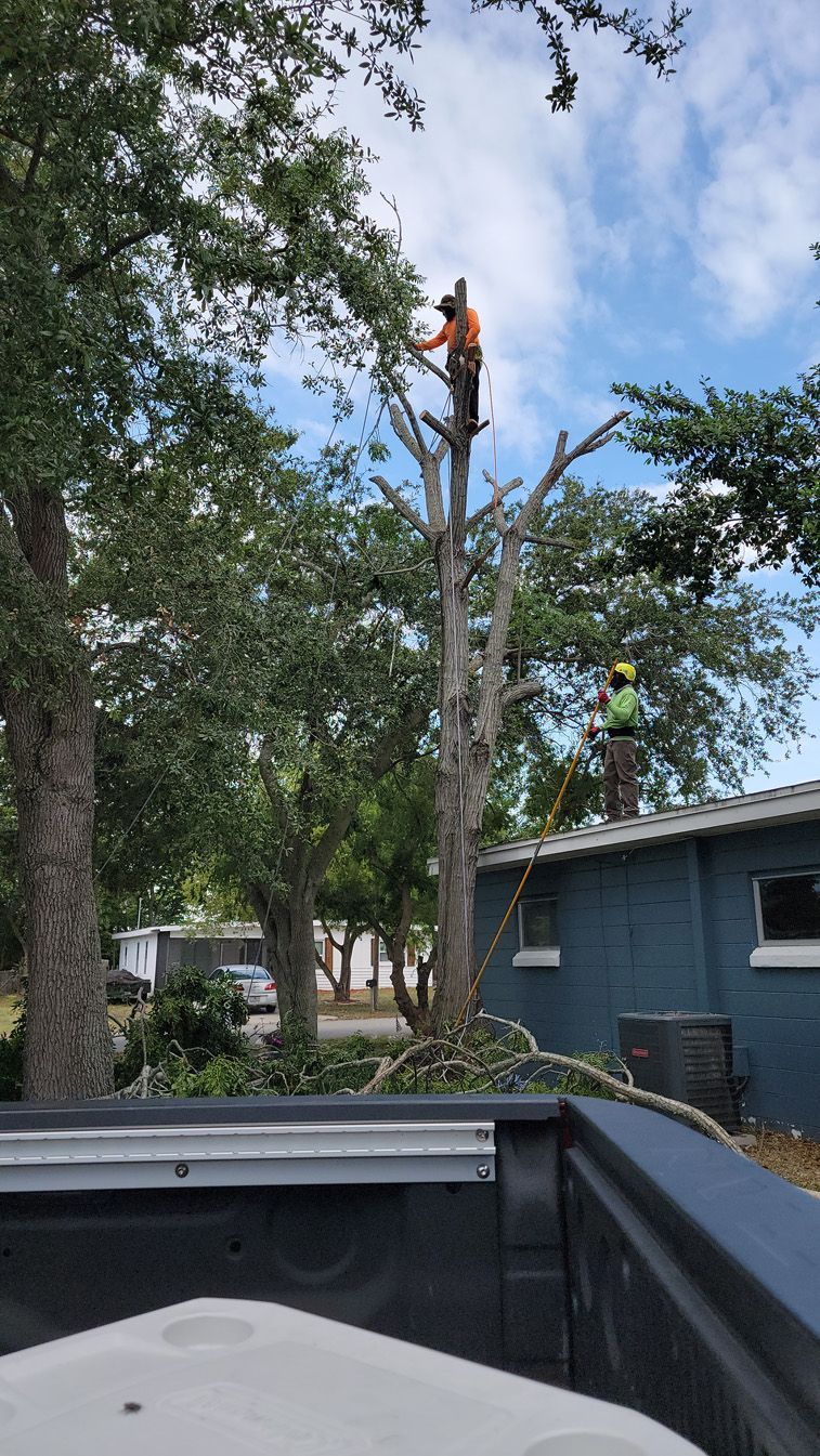 A man is climbing a tree next to a truck.
