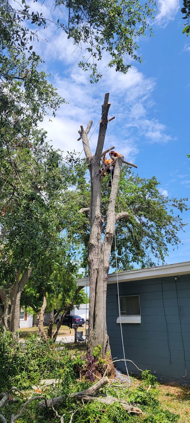 A man is climbing a tree in front of a house.