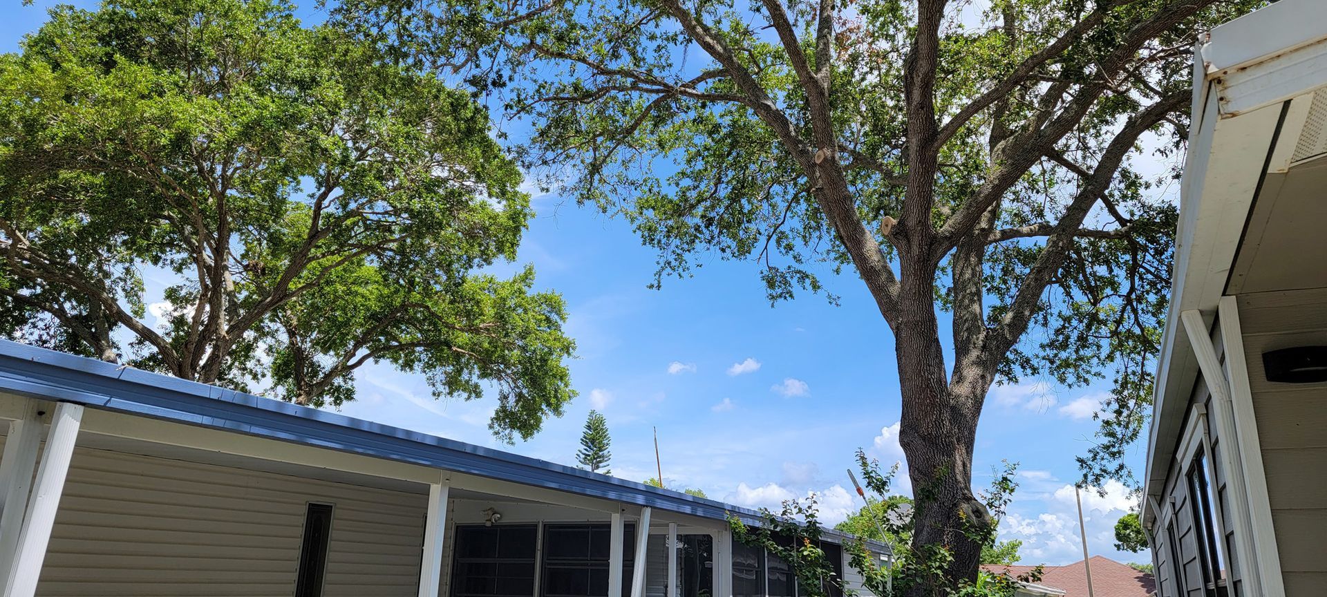 A white house with a blue roof and a tree in front of it.