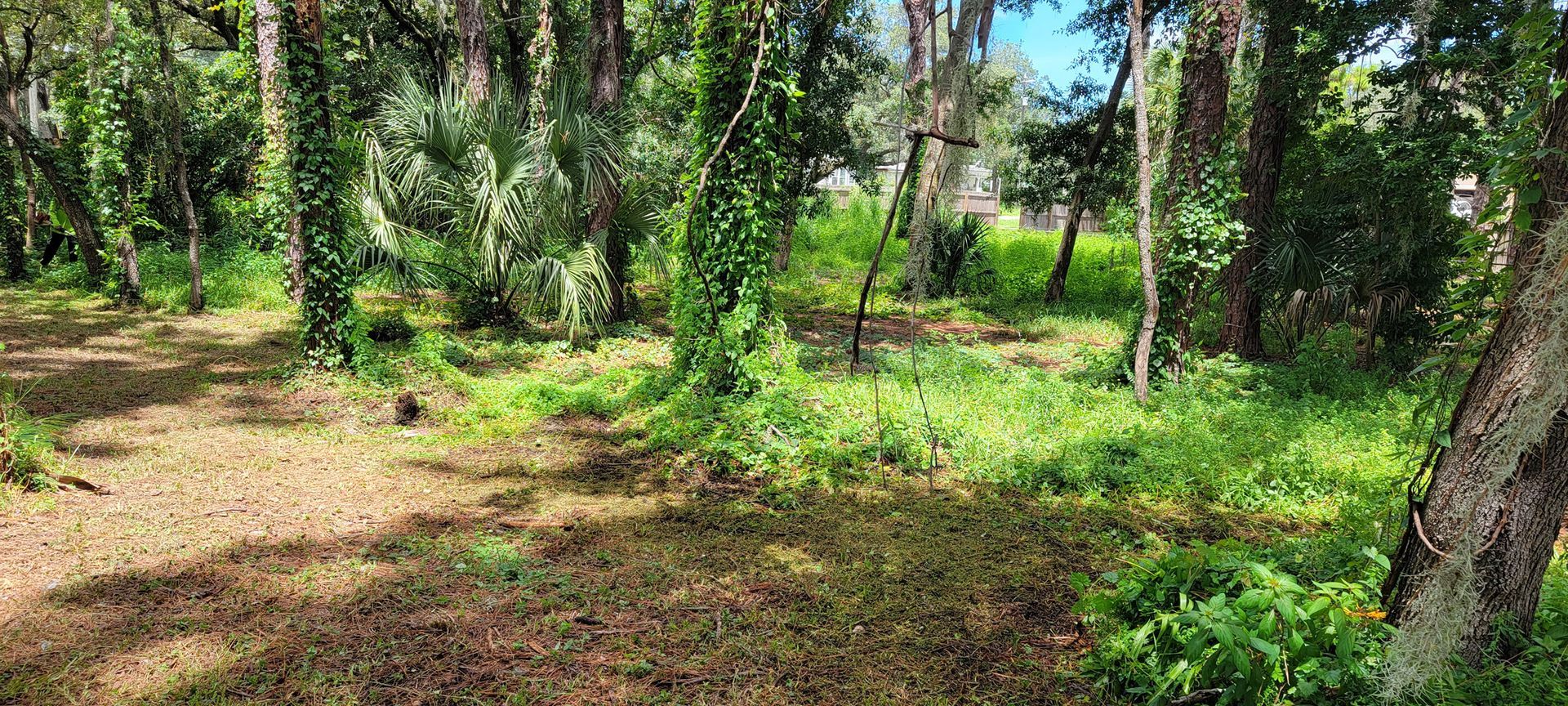 A lush green forest filled with lots of trees and grass.
