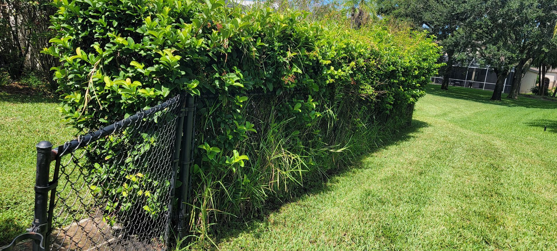 A chain link fence surrounds a lush green yard.