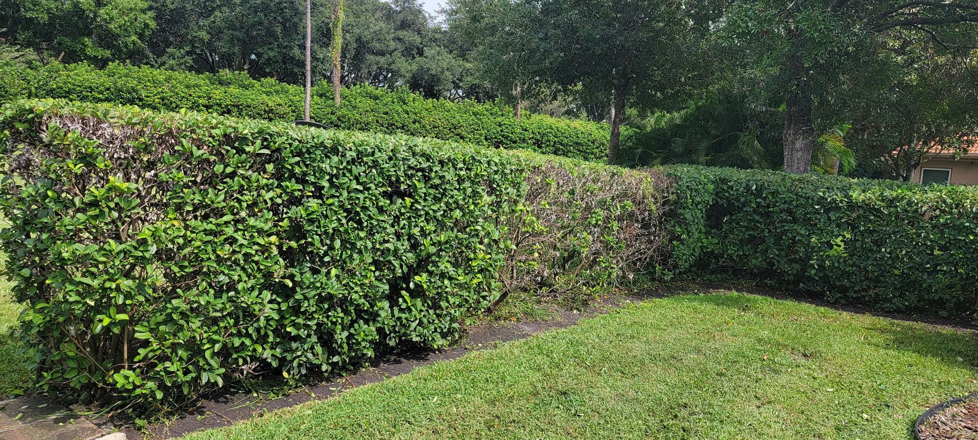 A lush green hedge surrounds a lush green lawn in a park.