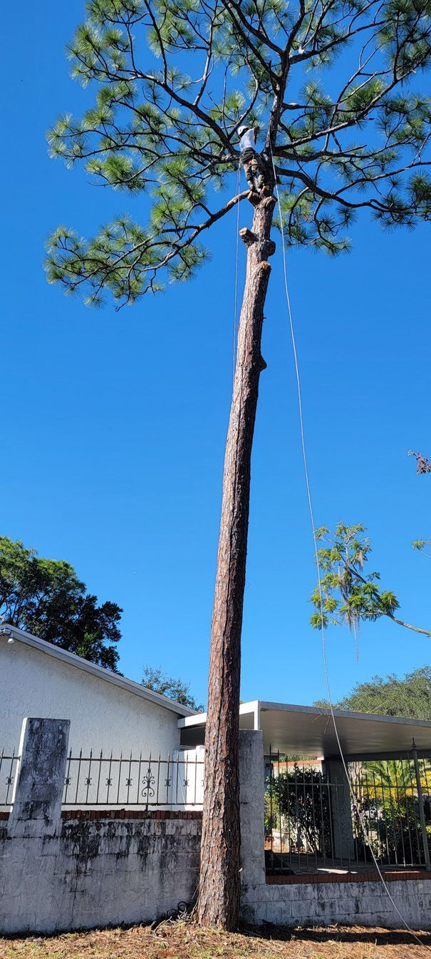 A tree is being cut down in front of a house.