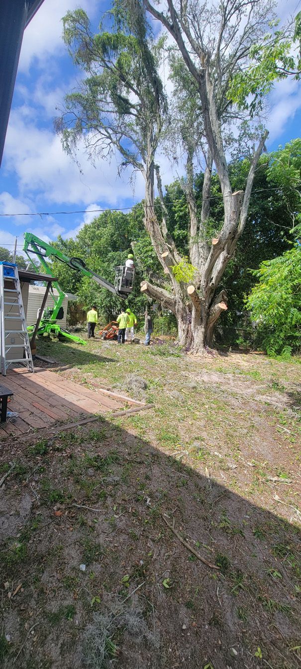 A group of people are cutting down a tree in a yard.