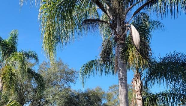 A palm tree with a blue sky in the background.