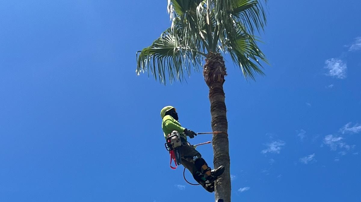 A man is climbing a palm tree with a chainsaw.