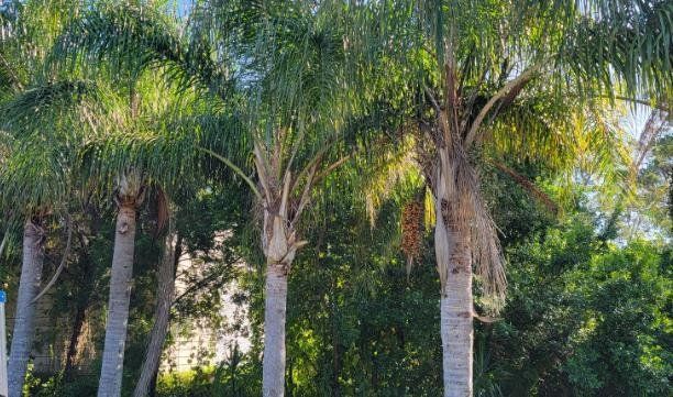 A row of palm trees in a lush green forest.