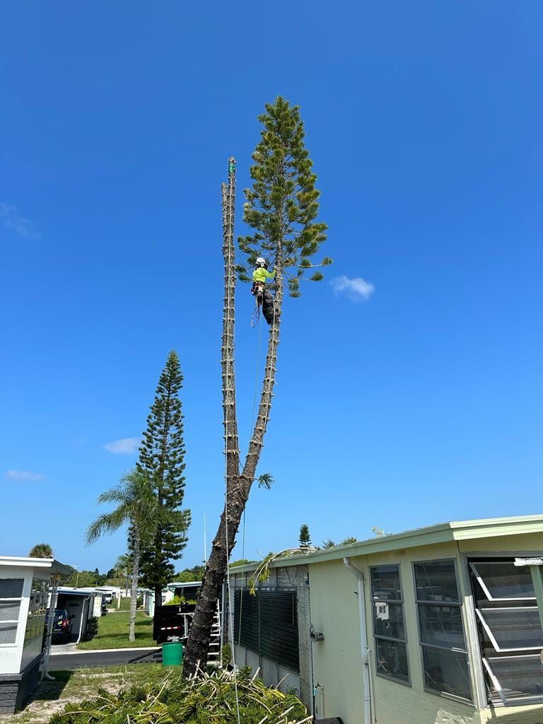 A man is climbing a tree in front of a mobile home.