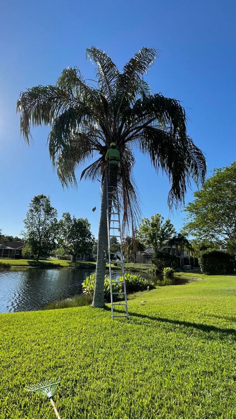 A man is standing on a ladder next to a palm tree.