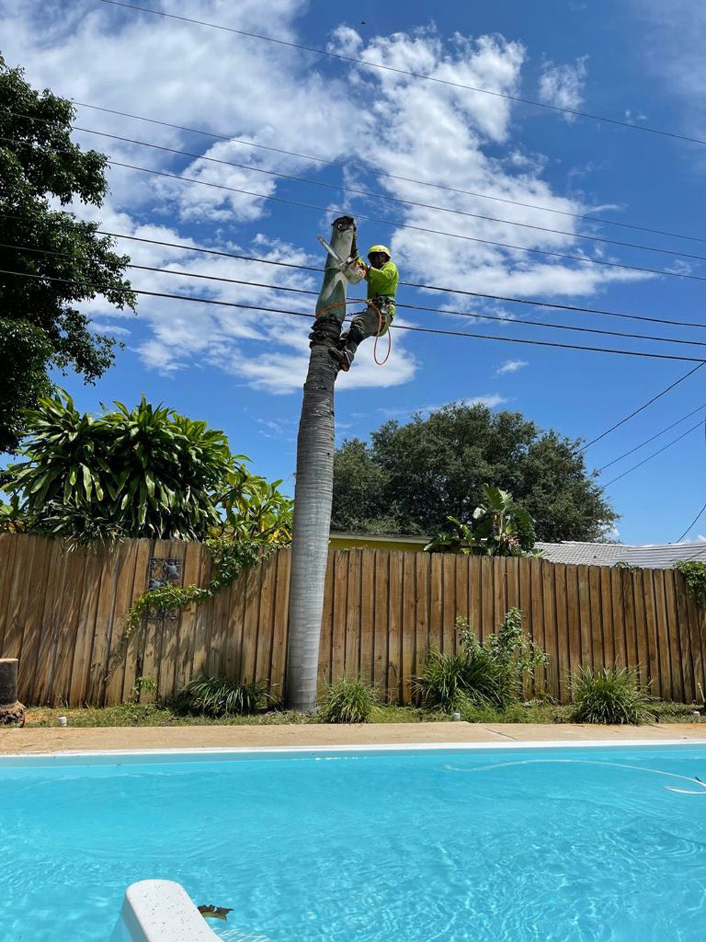 A man is climbing a tree next to a pool.