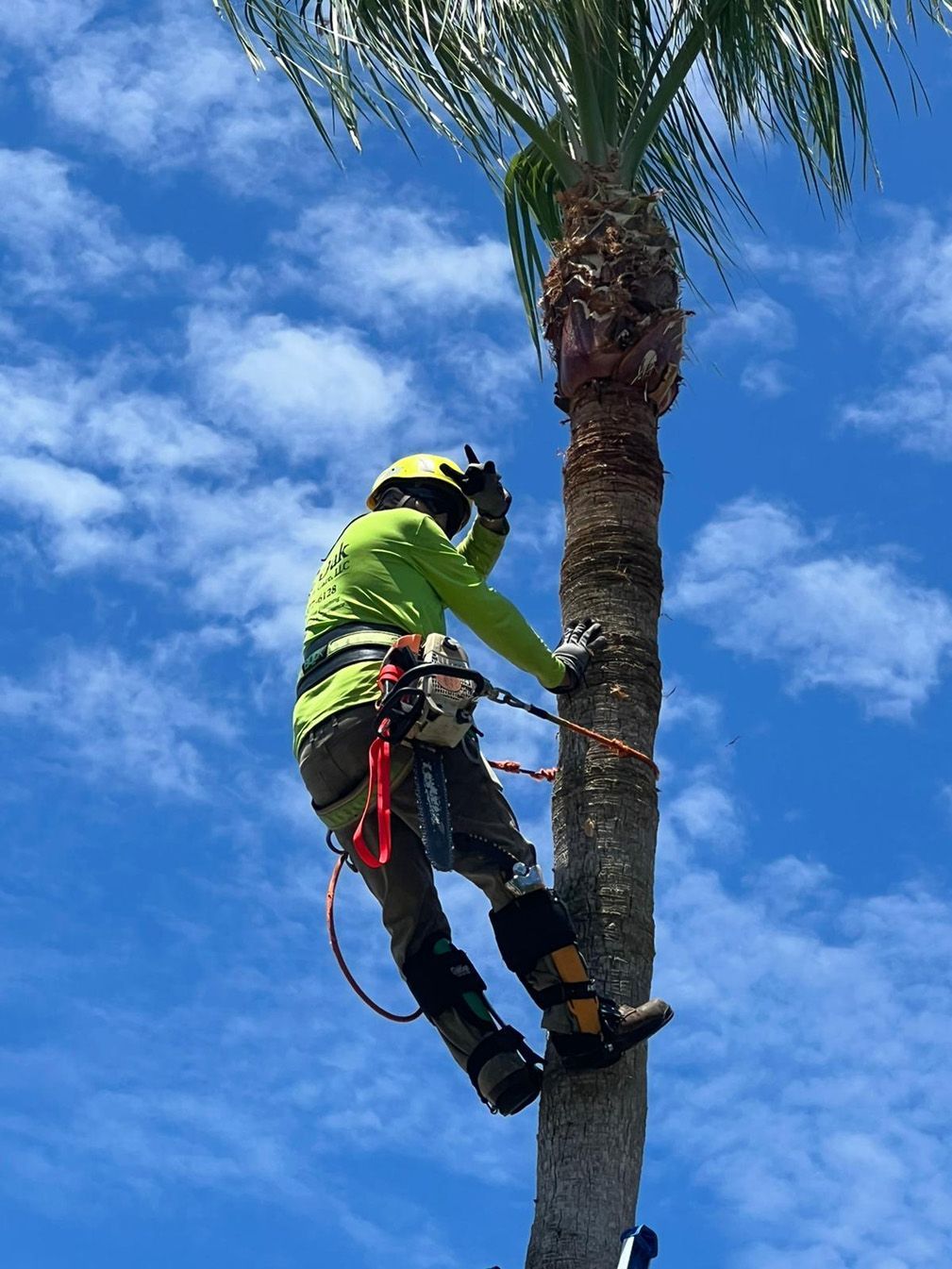 A man is climbing a palm tree on a sunny day.